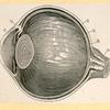 Illustrations of human anatomy.