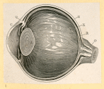 Illustrations of human anatomy.