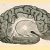Illustrations of human anatomy.
