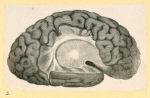 Illustrations of human anatomy.