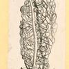 Illustrations of human anatomy.