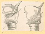 Illustrations of human anatomy.