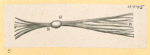 Illustrations of human anatomy.