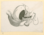 Illustrations of human anatomy.
