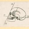 Illustrations of human anatomy.