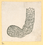 Illustrations of human anatomy.