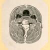 Illustrations of human anatomy.