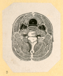 Illustrations of human anatomy.