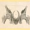 Illustrations of human anatomy.