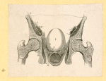 Illustrations of human anatomy.