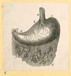 Illustrations of human anatomy.
