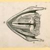 Illustrations of human anatomy.