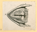 Illustrations of human anatomy.