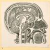 Illustrations of human anatomy.