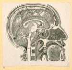 Illustrations of human anatomy.