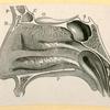 Illustrations of human anatomy.