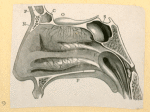 Illustrations of human anatomy.