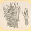 Illustrations of human anatomy.