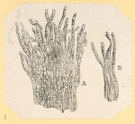 Illustrations of human anatomy.
