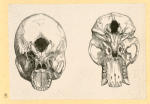 Illustrations of human anatomy.
