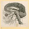 Illustrations of human anatomy.