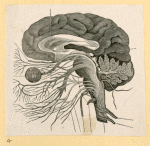 Illustrations of human anatomy.