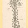 Illustrations of human anatomy.