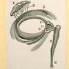 Illustrations of human anatomy.
