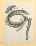 Illustrations of human anatomy.