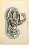 Illustrations of human anatomy.
