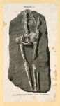 Prehistoric animal skeletons.