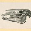 Prehistoric animal skeletons.