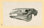 Prehistoric animal skeletons.