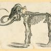 Prehistoric animal skeletons.