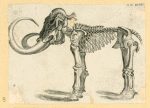 Prehistoric animal skeletons.
