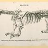 Prehistoric animal skeletons.
