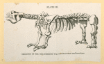 Prehistoric animal skeletons.