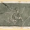 Prehistoric animal skeletons.