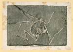 Prehistoric animal skeletons.