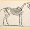Prehistoric animal skeletons.
