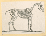 Prehistoric animal skeletons.