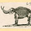 Prehistoric animal skeletons.