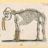 Prehistoric animal skeletons.