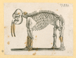 Prehistoric animal skeletons.