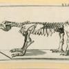 Prehistoric animal skeletons.