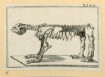 Prehistoric animal skeletons.
