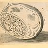 Illustrations of human anatomy.