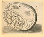 Illustrations of human anatomy.