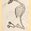 Illustrations of human anatomy.
