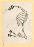 Illustrations of human anatomy.